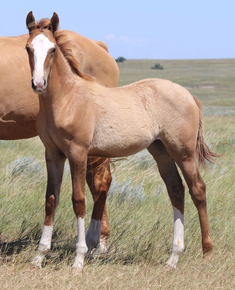 042 - Suzanna Wood filly